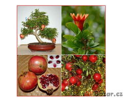 Punica Granatum - Granátové jablko - semena