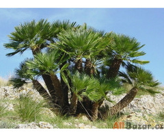 naklíčené semeno palma Chamaerops humilis - žumara nízká
