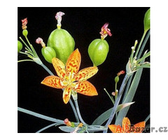 semena Belamcanda chinensis - Angínovník čínský