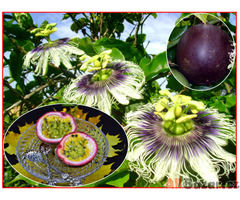 Passiflora edulis - Mučenka jedlá - SEMENA