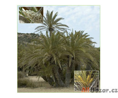 sazenice palma Phoenix theophrasti
