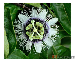 sazenice Passiflora edulis (mučenka jedlá)