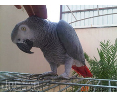 Samci a samice afrických papoušků šedých na prodej