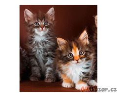 GCCF registrovaný rodokmen Maine Coon Kittens