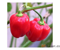 Chilli Habanero Red Caribbean  -SEMENA