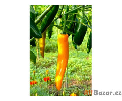 semena chilli Cayenne orange - Kajenský oranžový