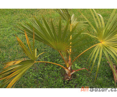 semena palma Latania verschaffeltii - Žlutá latanská palma