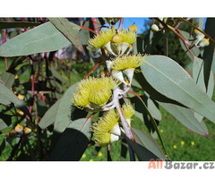 semena Eucalyptus citriodora