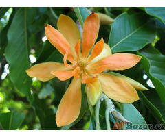 semena Michelia Champaca - Magnolia Champaca