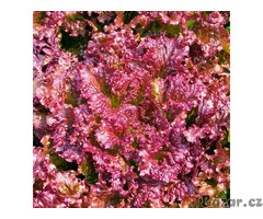 semena salát listový Rosela