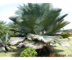 naklíčená semena palma Copernicia baileyana