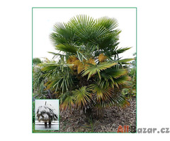 Palma Trachycarpus Fortunei - Stratifikovaná semena