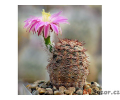semena kaktusu Echinocereus adustus SB 72