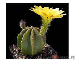 semena kaktusu Echinocereus subinermis