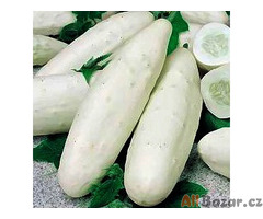 semena okurka salátová Mezzo lungo bianco