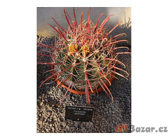 semena kaktusu Ferocactus peninsulae